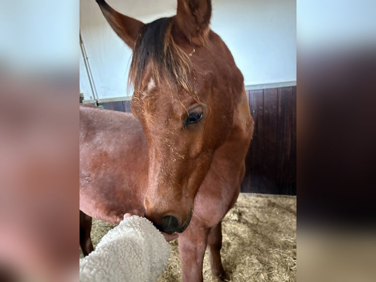 Purosangue arabo Stallone Puledri (02/2025) 158 cm Baio in Leibertingen