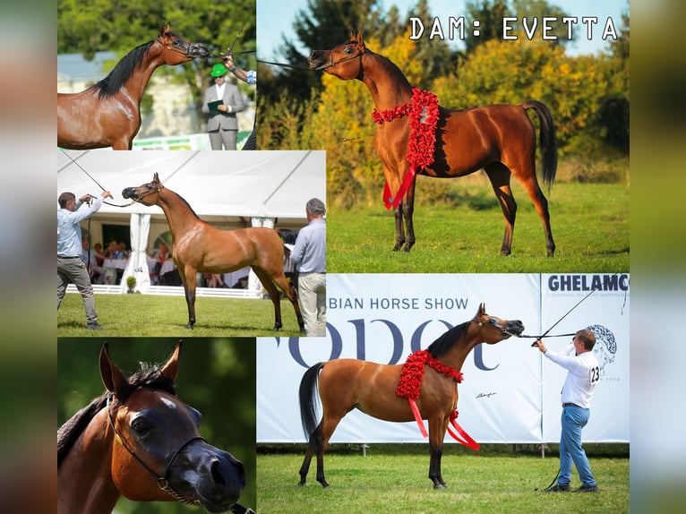 Purosangue arabo Stallone  158 cm Grigio in Stryk&#xF3;w