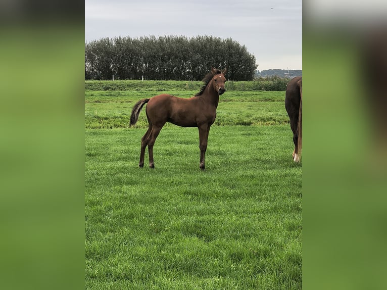 Purosangue arabo Stallone Puledri (06/2026) Baio in Aarlanderveen