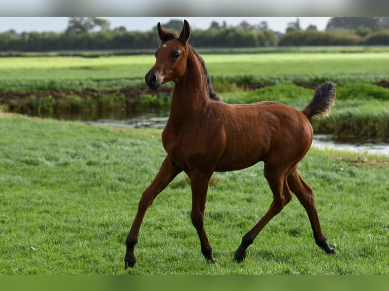 Purosangue arabo Stallone Puledri (06/2026) Baio in Aarlanderveen