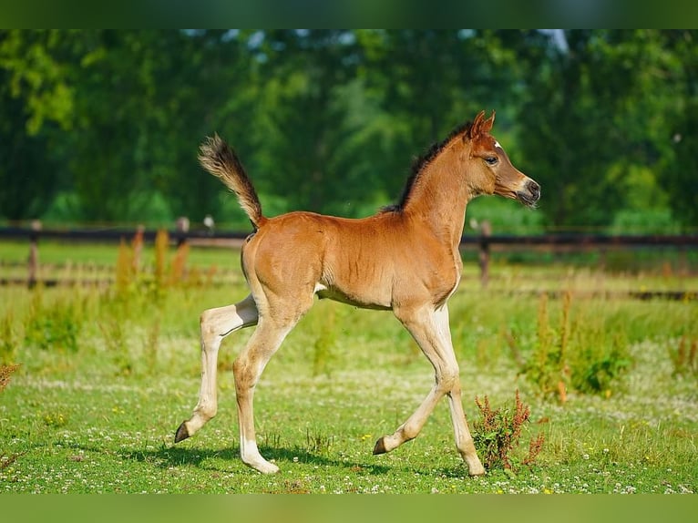 Purosangue arabo Stallone Puledri (06/2025) Baio in Winterswijk Woold