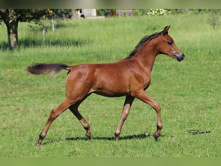 Purosangue arabo Stallone Puledri (03/2025) Baio in Ried im Traunkreis