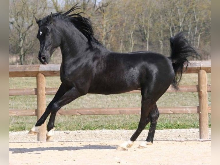Purosangue arabo Stallone  Baio in Camps La Source