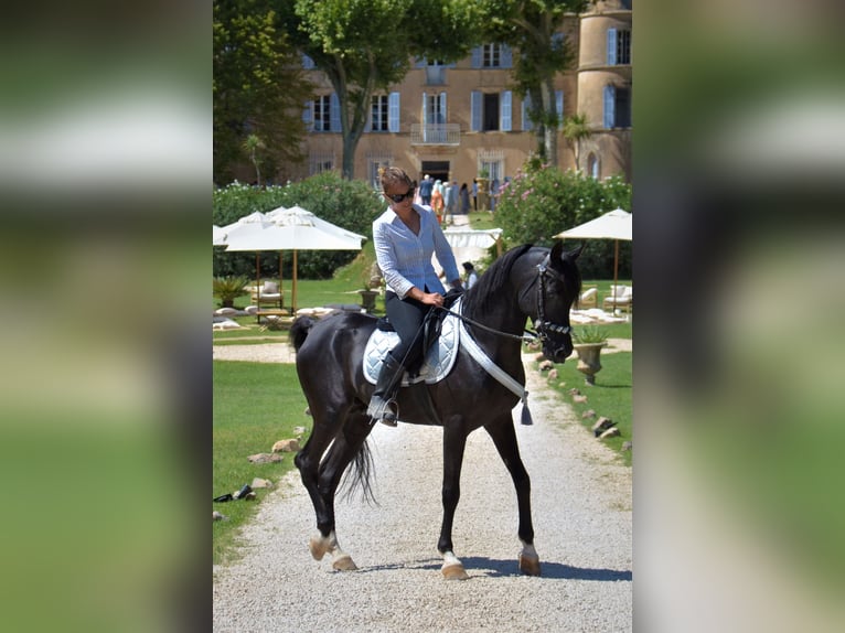 Purosangue arabo Stallone  Baio in Camps La Source