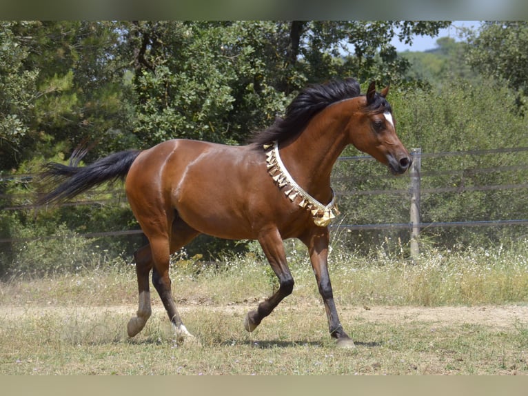 Purosangue arabo Stallone  Baio in Camps La Source
