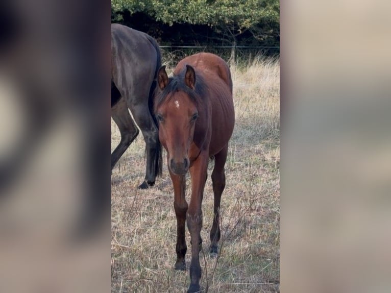 Purosangue arabo Stallone Puledri (05/2026) Baio ciliegia in Orcines