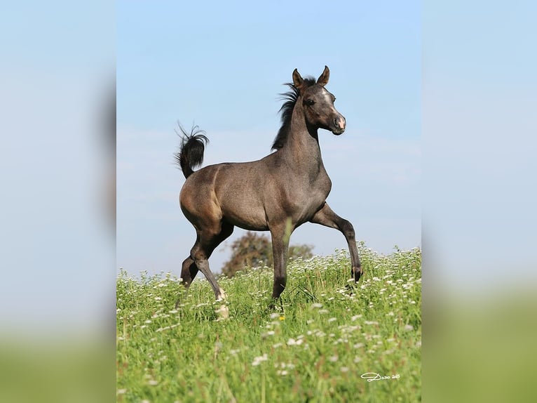 Purosangue arabo Stallone Puledri (05/2025) Grigio in Wallsee