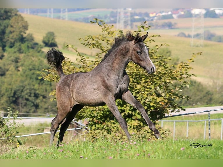 Purosangue arabo Stallone Puledri (05/2025) Grigio in Wallsee