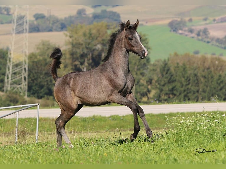 Purosangue arabo Stallone Puledri (05/2025) Grigio in Wallsee