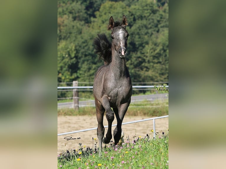Purosangue arabo Stallone Puledri (05/2025) Grigio in Wallsee