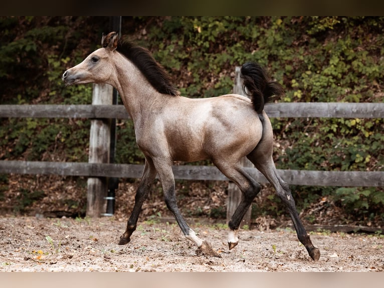 Purosangue arabo Stallone Puledri (01/2026) Grigio in Reichshof