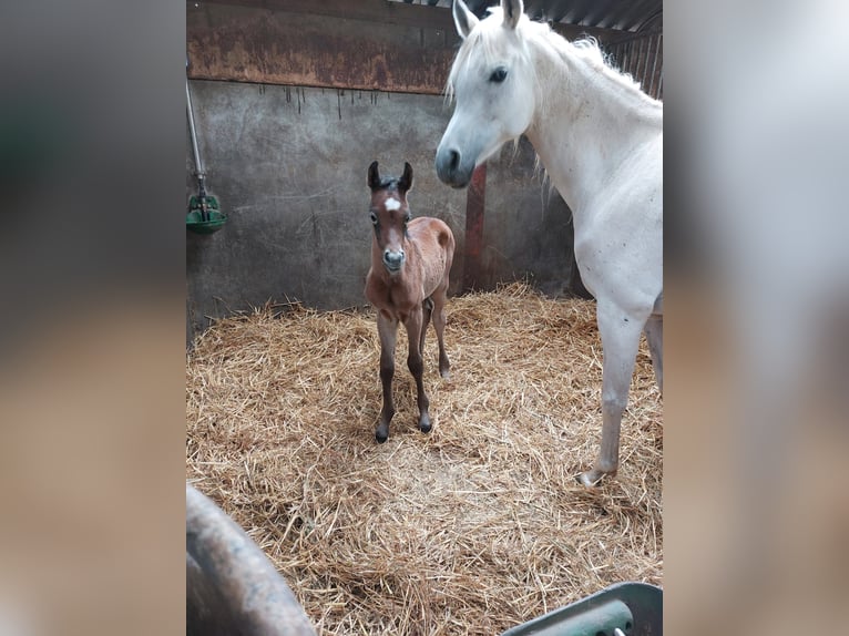 Purosangue arabo Stallone Puledri (03/2026) Grigio in Elsendorp
