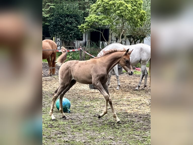 Purosangue arabo Stallone Puledri (06/2026) Grigio in Emst