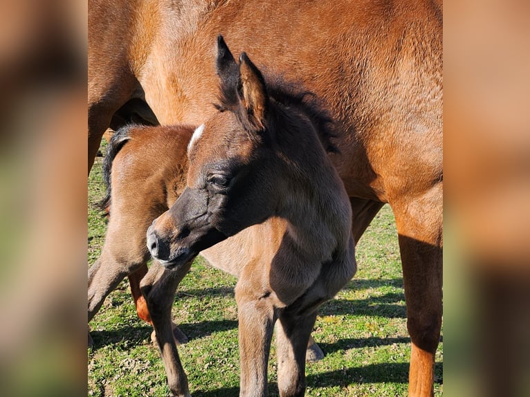 Purosangue arabo Stallone Puledri (01/2026) Grigio in BELOEIL