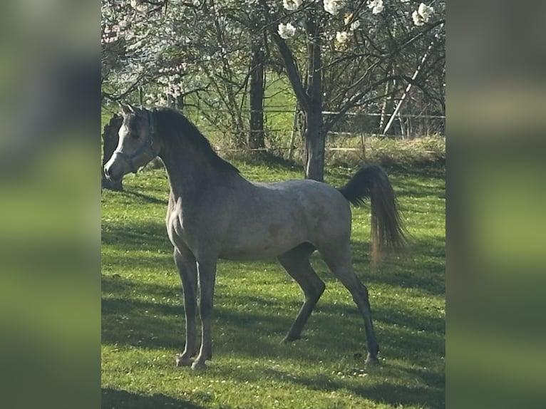 Purosangue arabo Stallone Puledri (03/2026) Grigio in Koblenz