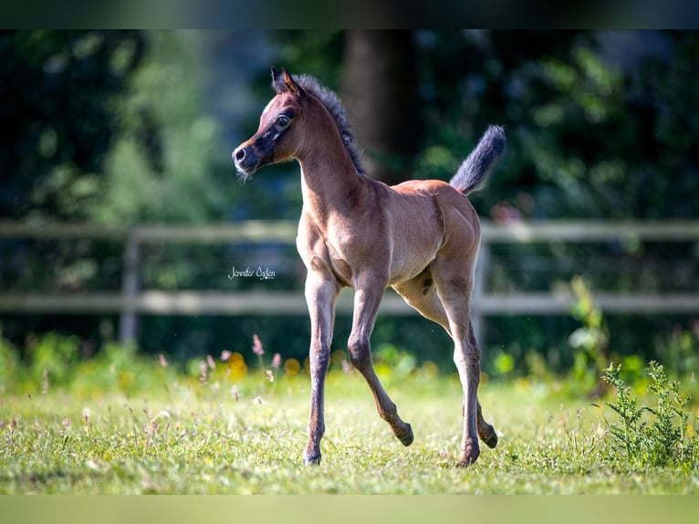 Purosangue arabo Stallone Puledri
 (05/2024) Grigio trotinato in Großenkneten