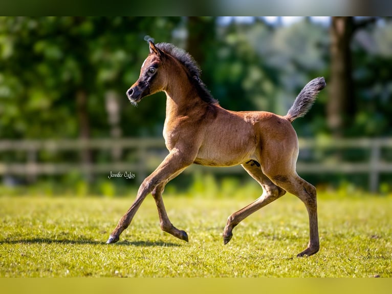 Purosangue arabo Stallone Puledri
 (05/2024) Grigio trotinato in Großenkneten