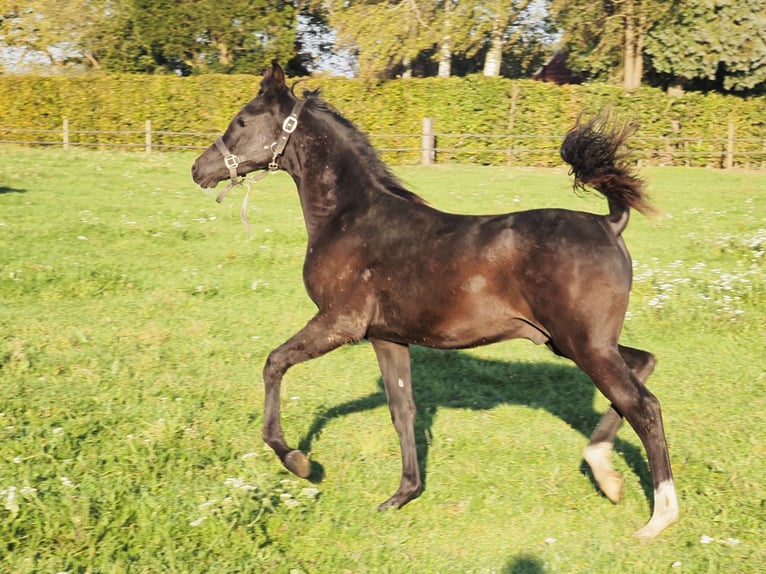 Purosangue arabo Stallone Puledri (04/2026) Morello in Baak