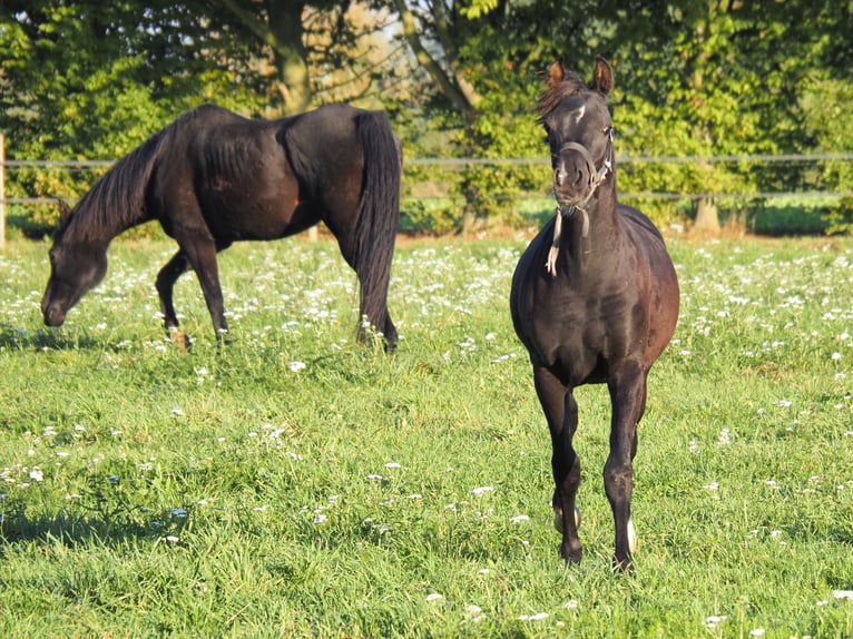 Purosangue arabo Stallone Puledri (04/2026) Morello in Baak