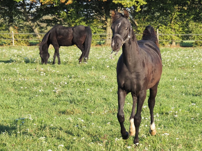 Purosangue arabo Stallone Puledri (04/2026) Morello in Baak