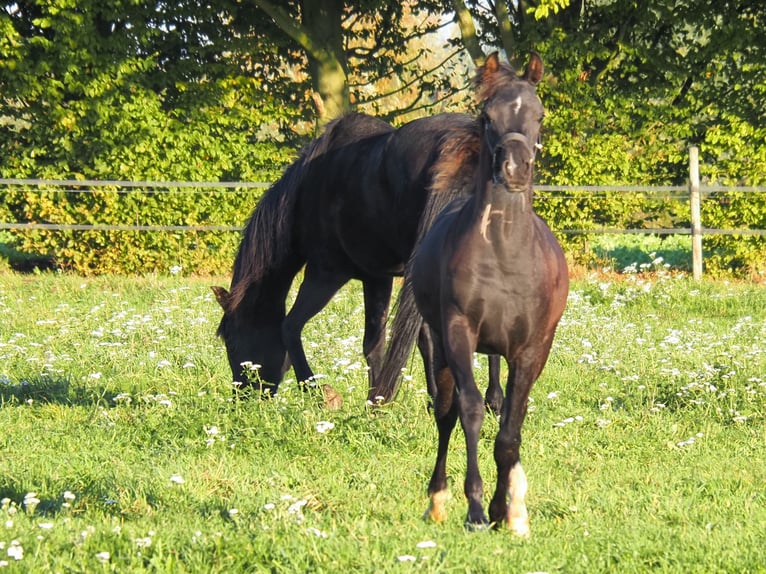 Purosangue arabo Stallone Puledri (04/2026) Morello in Baak