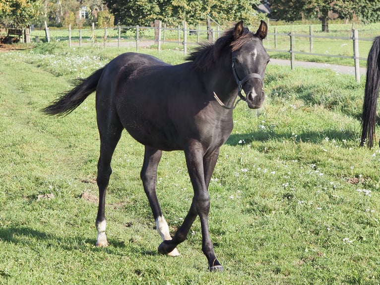 Purosangue arabo Stallone Puledri (04/2026) Morello in Baak