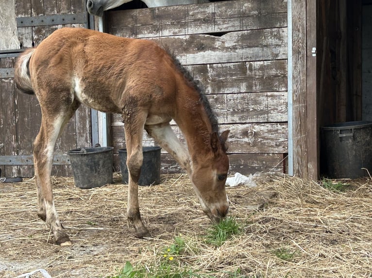 Purosangue arabo Stallone  Sauro in Fosdinovo