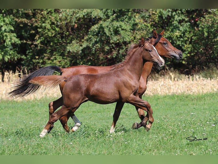 Purosangue arabo Stallone Puledri (04/2026) Sauro in Ried im Traunkreis
