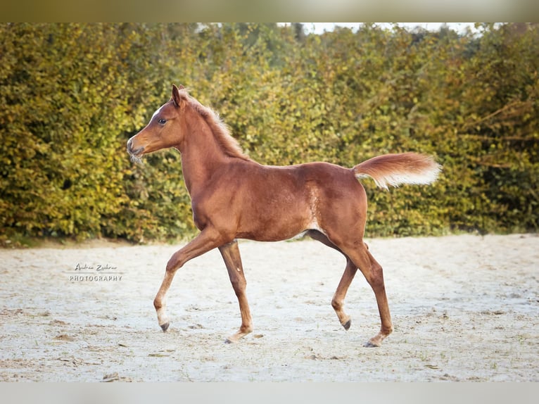 Purosangue arabo Stallone Puledri (06/2024) Sauro scuro in Scheeßel