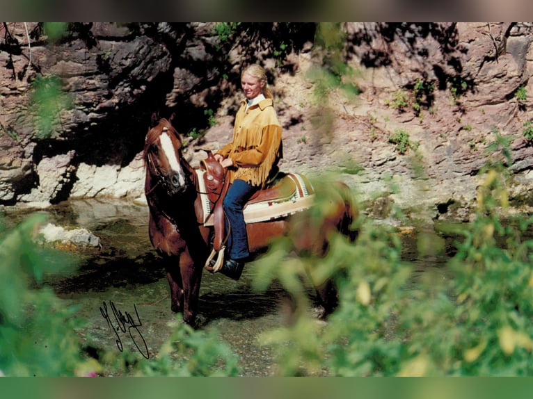 Purosangue arabo Stallone Sauro in Söll