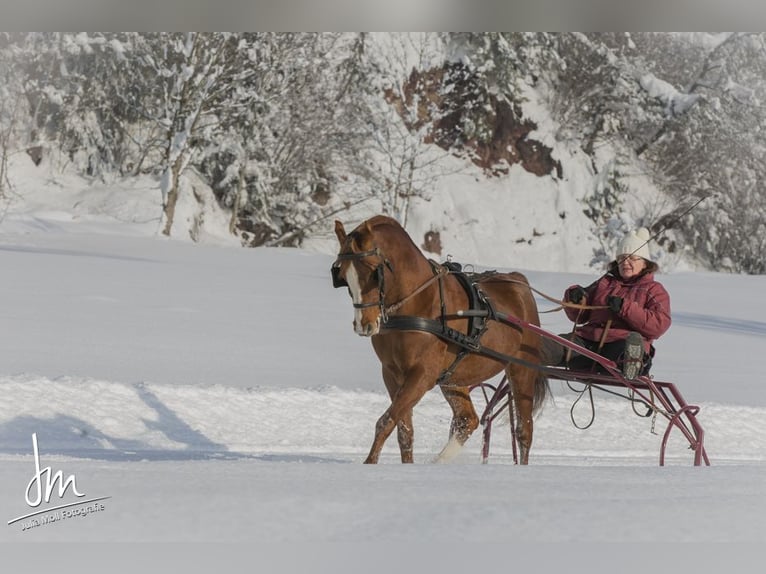 Purosangue arabo Stallone Sauro in Söll