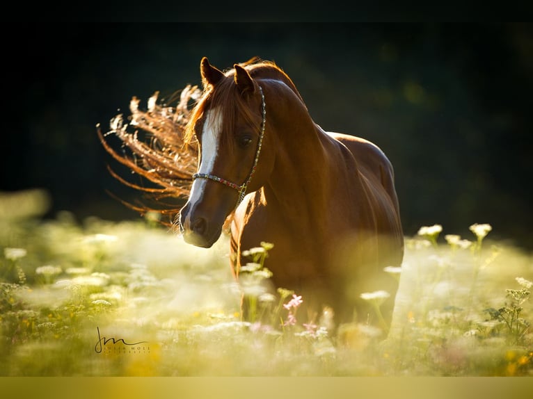 Purosangue arabo Stallone Sauro in Söll