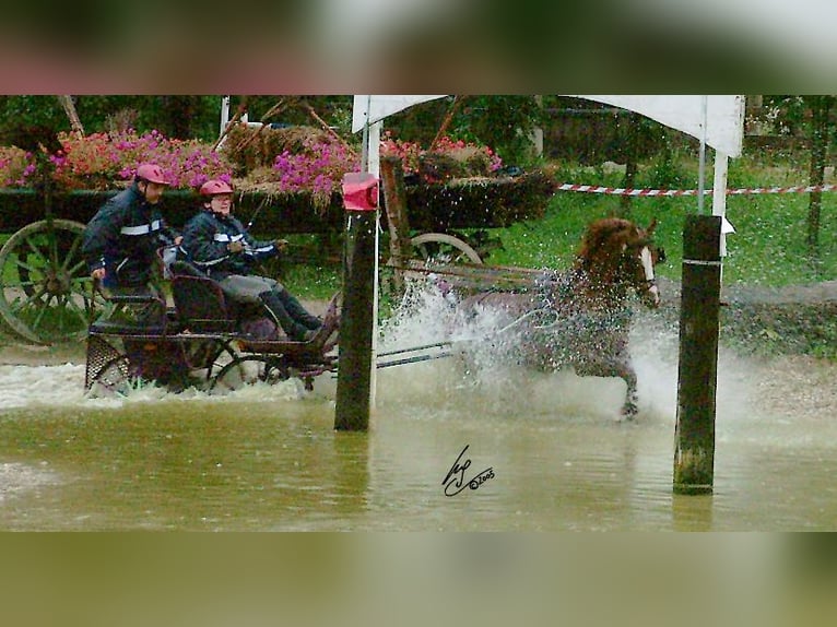 Purosangue arabo Stallone Sauro in Söll