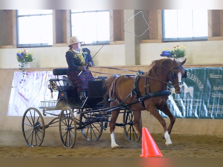 Purosangue arabo Stallone Sauro in Söll