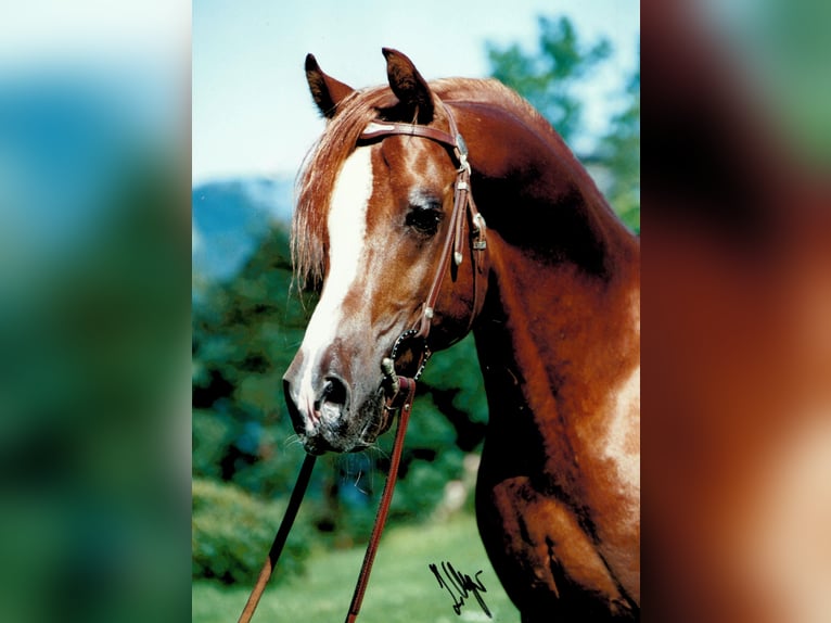 Purosangue arabo Stallone Sauro in Söll