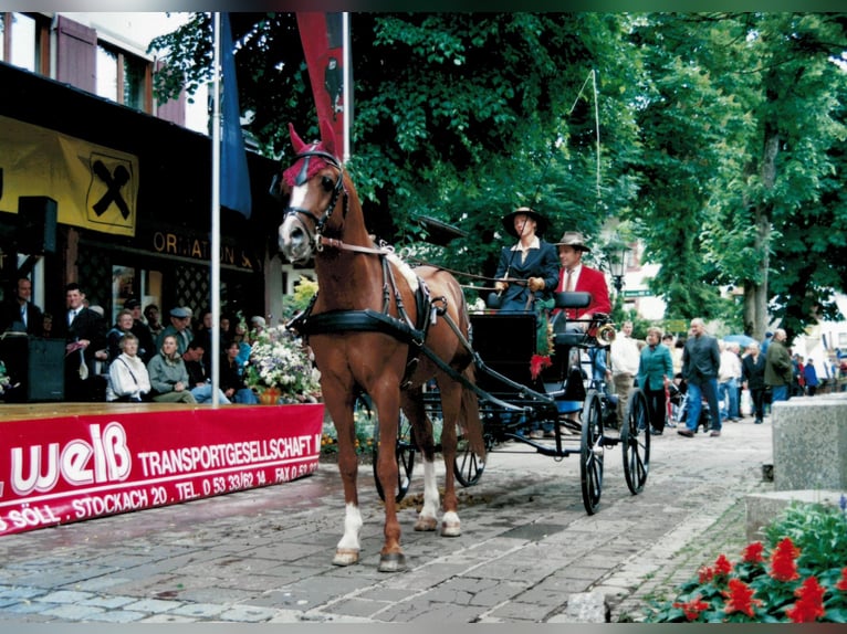 Purosangue arabo Stallone Sauro in Söll