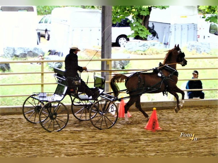 Purosangue arabo Stallone Sauro in Söll