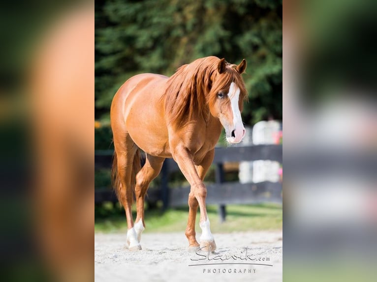 Purosangue arabo Stallone Sauro in Kirchzell