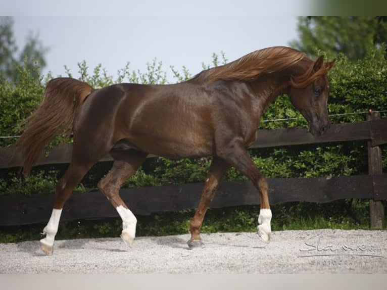 Purosangue arabo Stallone Sauro in Kirchzell