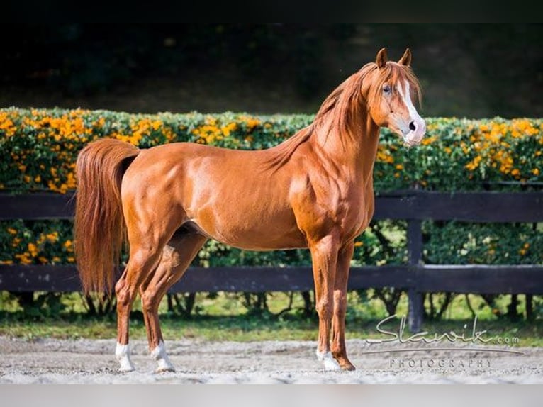 Purosangue arabo Stallone Sauro in Kirchzell