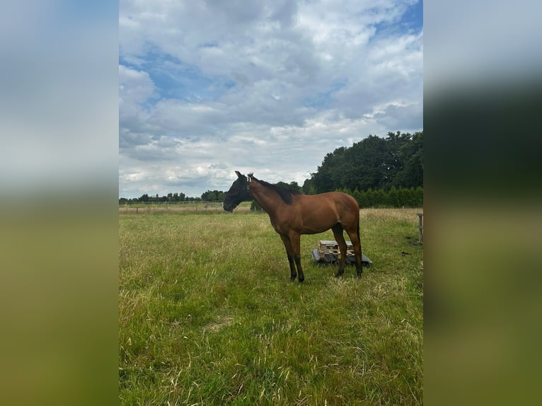 Purosangue inglese Castrone 10 Anni 162 cm Baio in Grathemgrathem