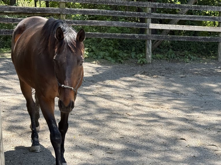 Purosangue inglese Castrone 10 Anni 163 cm Baio ciliegia in West Frankfort