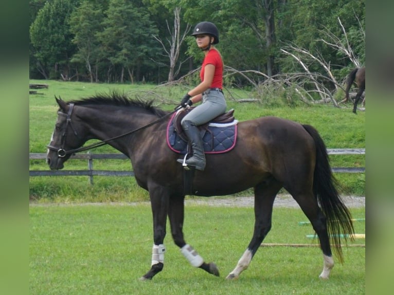 Purosangue inglese Castrone 10 Anni 163 cm Baio scuro in Roanoke