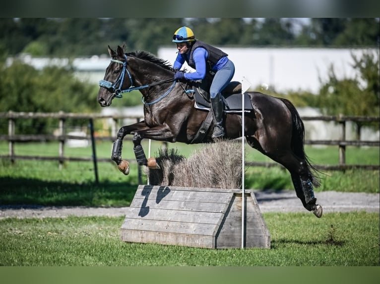 Purosangue inglese Castrone 10 Anni 164 cm Baio scuro in Wald ZH