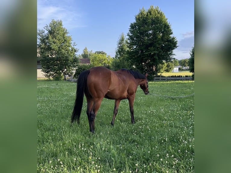 Purosangue inglese Castrone 10 Anni 165 cm Baio in Trebur