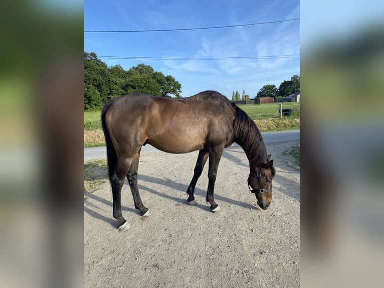 Purosangue inglese Castrone 10 Anni 165 cm Baio nero in Beaussais-sur-Mer