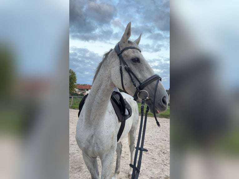 Purosangue inglese Castrone 10 Anni 165 cm Grigio in Niederaula
