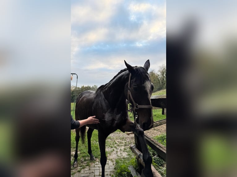 Purosangue inglese Castrone 10 Anni 168 cm Baio scuro in K&#xF6;ln