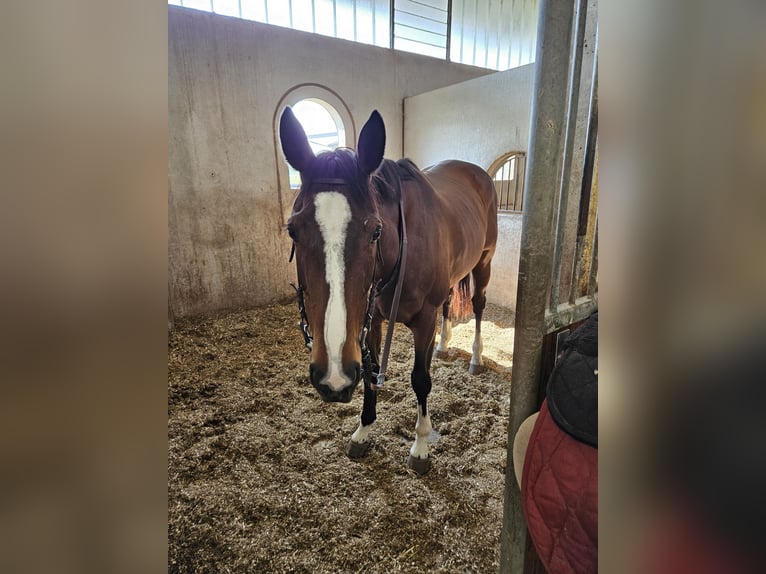 Purosangue inglese Castrone 10 Anni 170 cm Baio in Cazzago San Martino