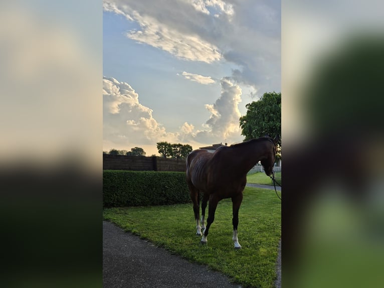 Purosangue inglese Castrone 10 Anni 170 cm Baio in Cazzago San Martino